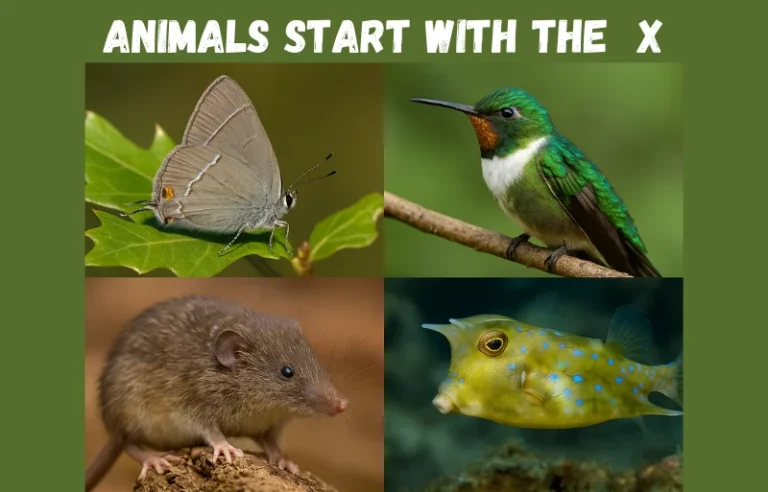50+ Animals That Start With the Letter X