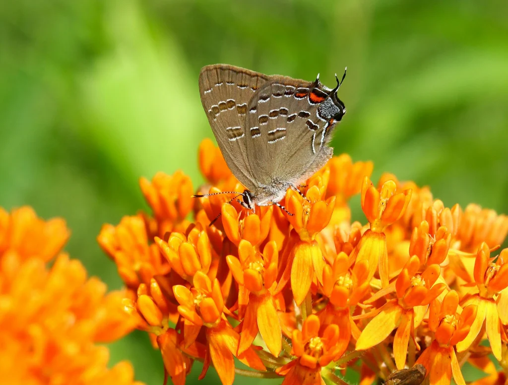 Animal start with letter X Xami Hairstreak
