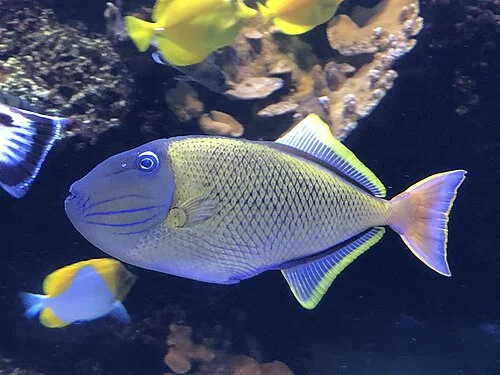 Animal start with letter X Xanthichthys mento