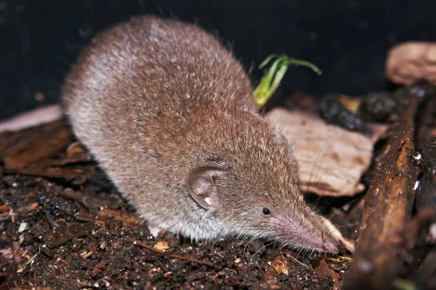 Xanthippe's Shrew