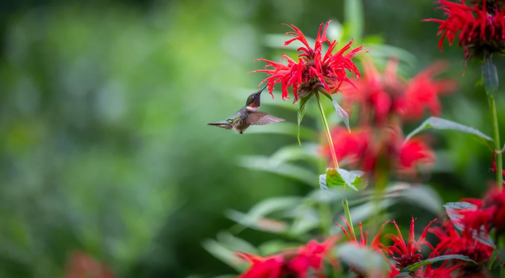 Animals start with X Xantus's Hummingbird