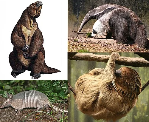Xenarthra