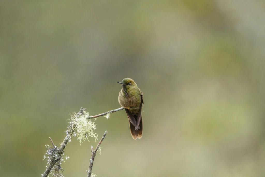 Xavier's Greenbul Animal start with letter X